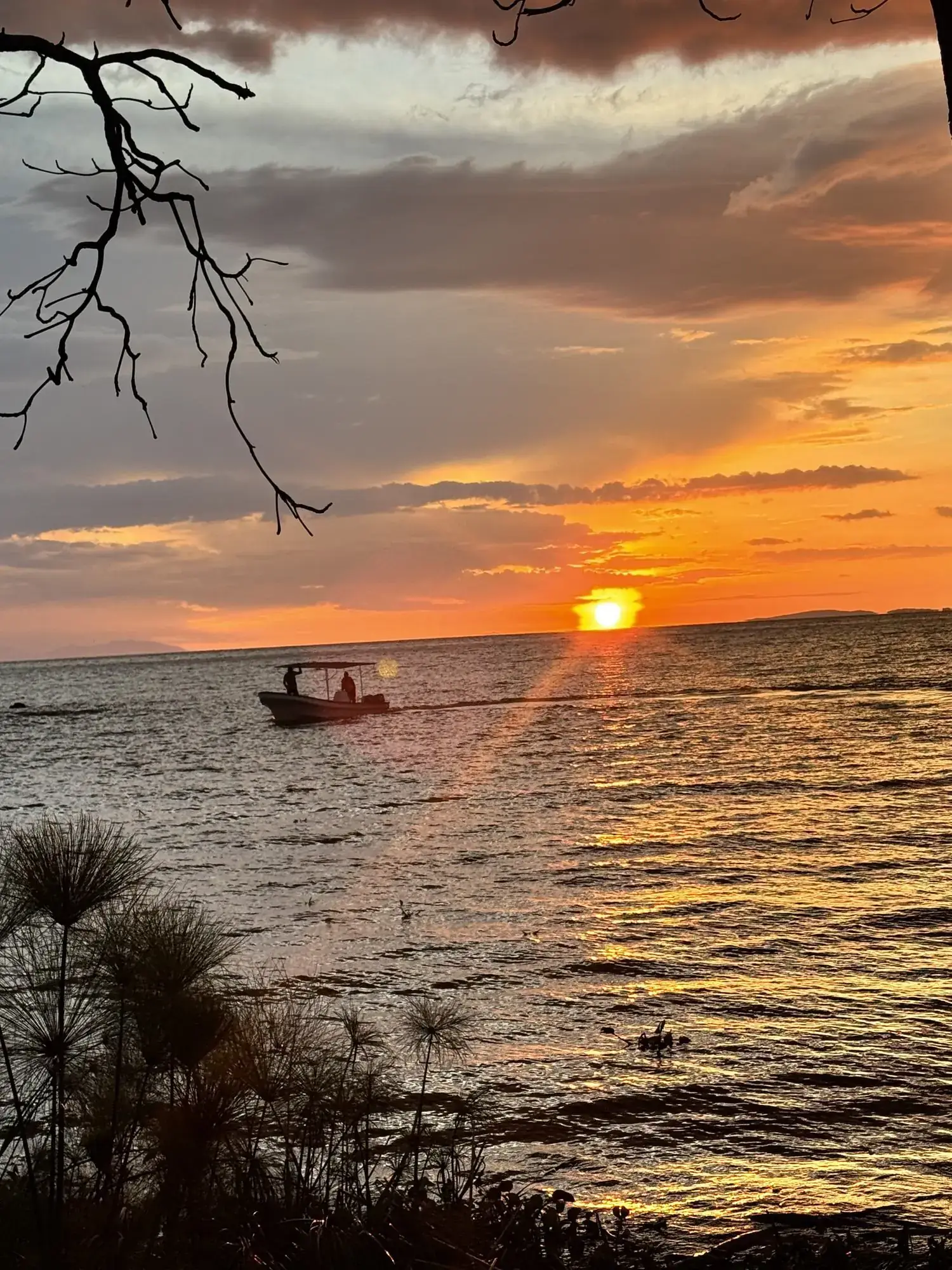 A boat crossing Lake Victoria at sunset seen through papyrus reeds